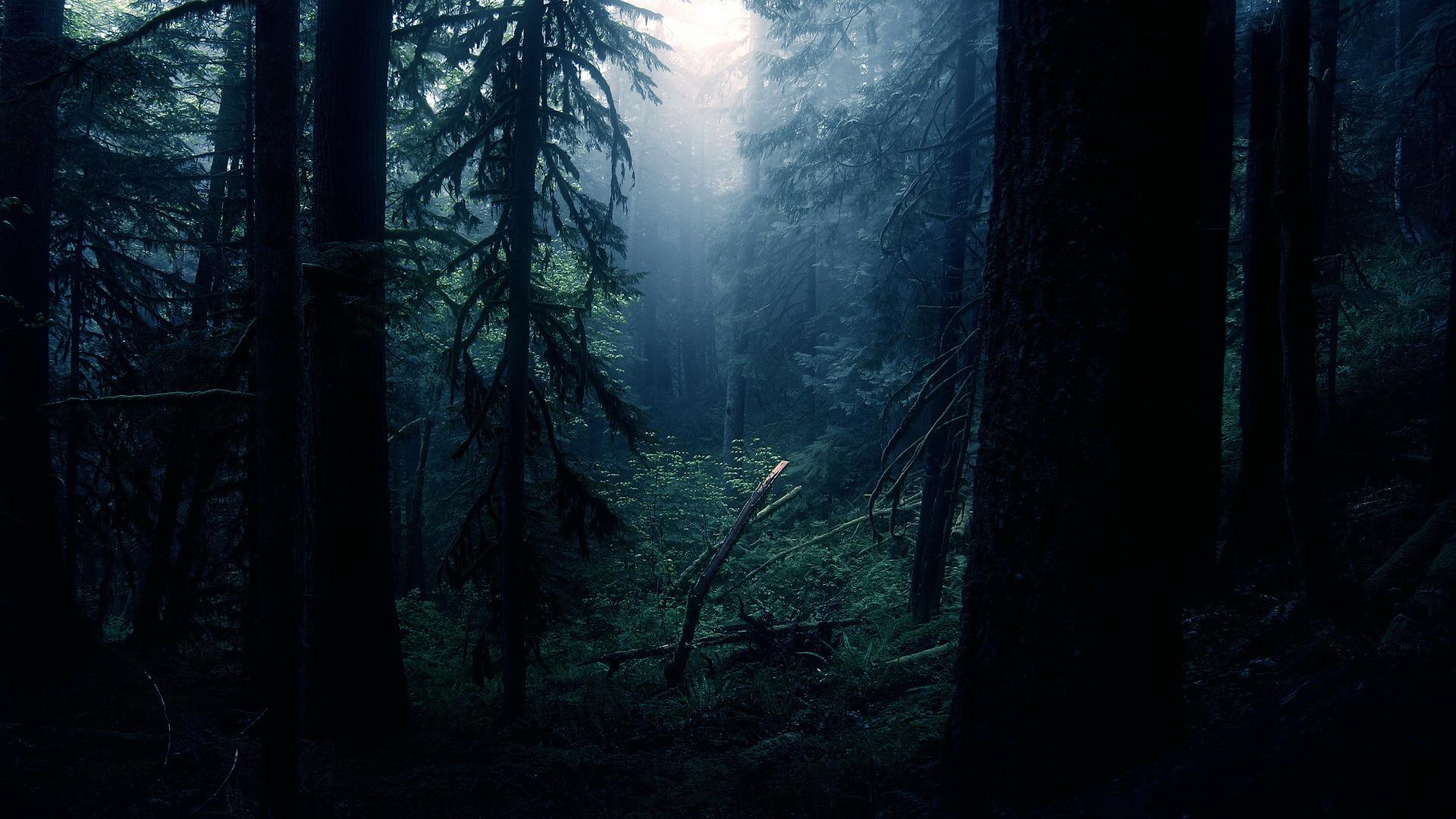 1920x1080 Dark Forest Wallpaper Image Hd, iPhone