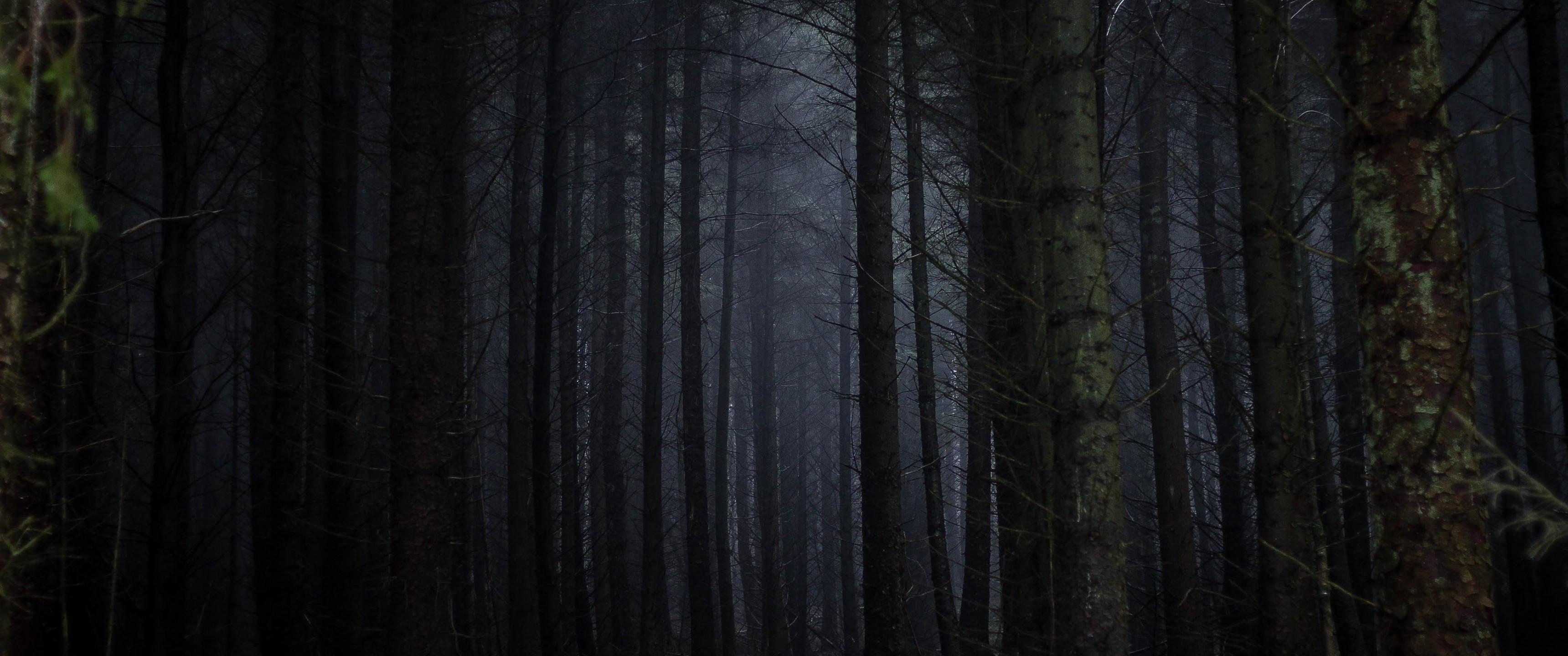 3440x1440 Download 3440x1440 Dark Forest, Fog, Scary, Trees Wallpaper