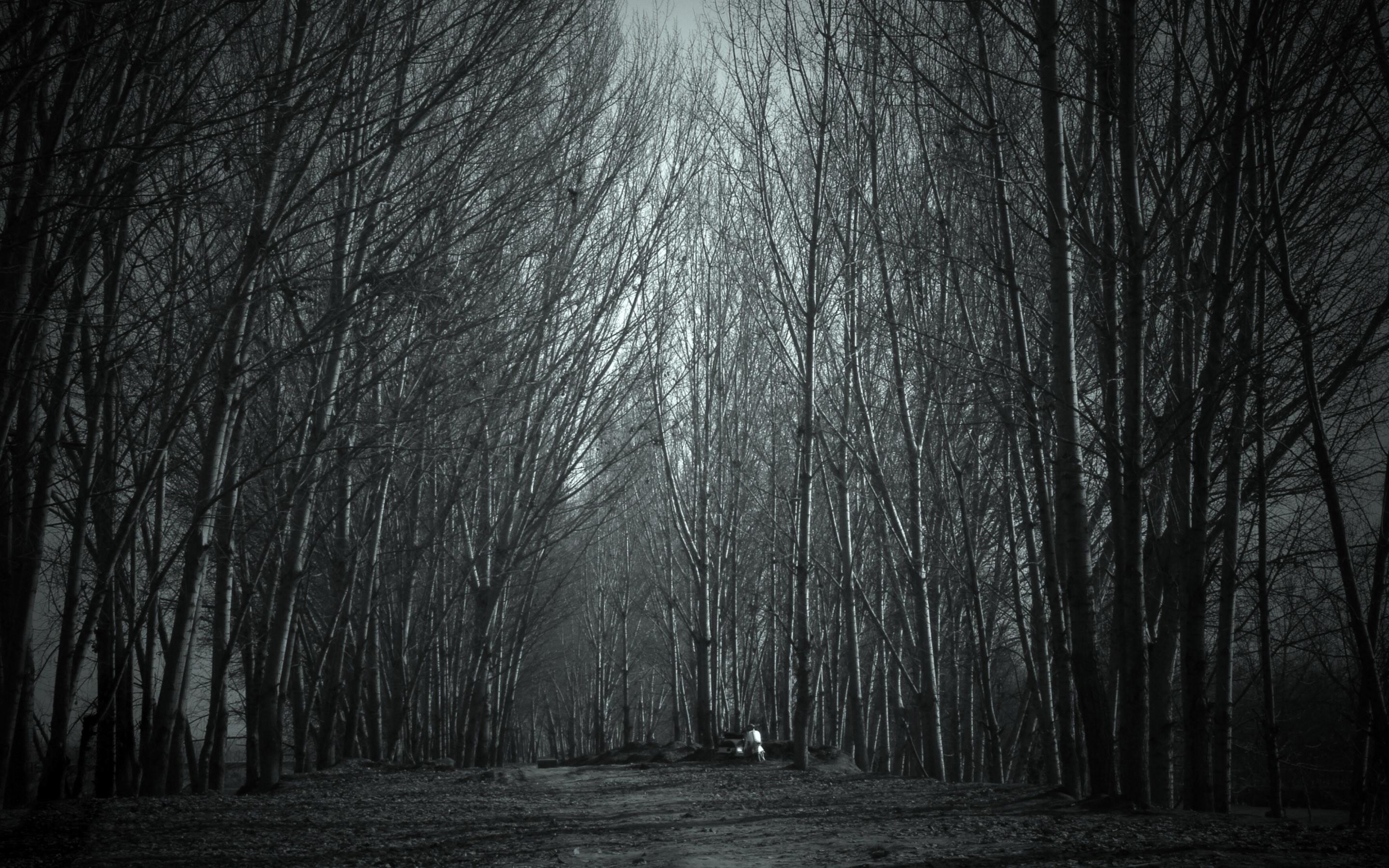 2880x1800 Spooky Forest Wallpaper For Macbook Pro