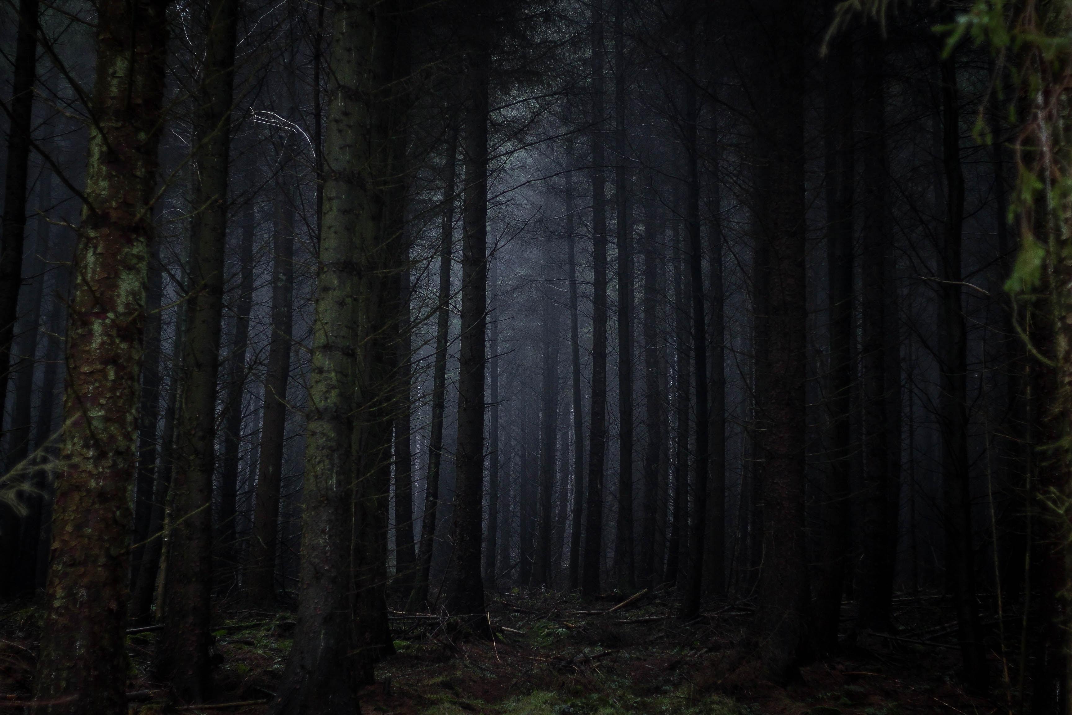 Dark Scary Forest Wallpapers - Top Free Dark Scary Forest Backgrounds ...