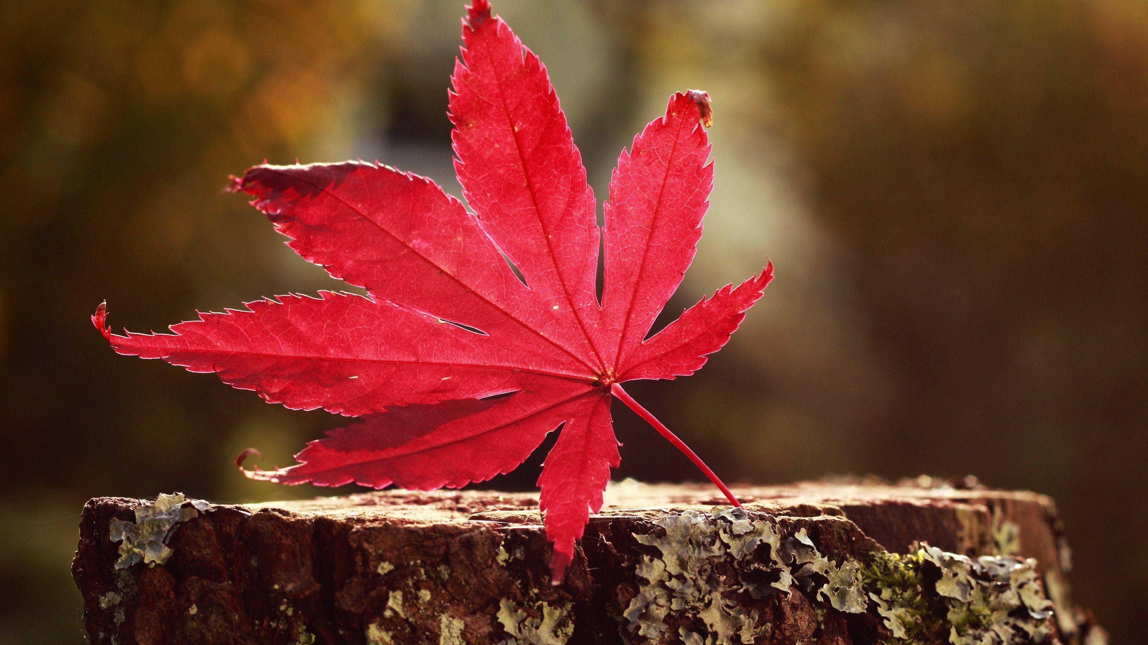 3840x2160 32K Ultra HD Nature Wallpaper