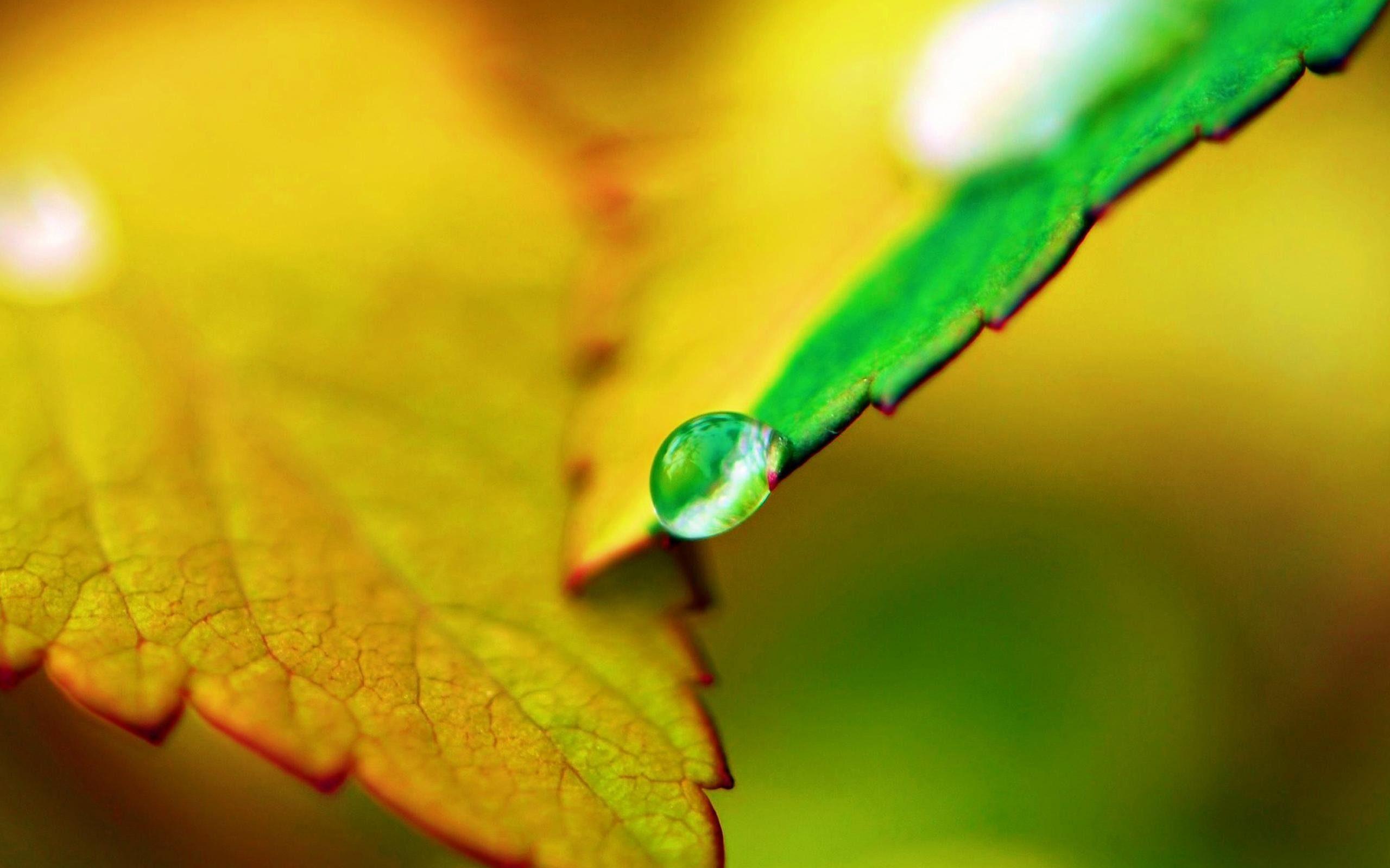 2560x1600 8k Ultra HD Wallpaper