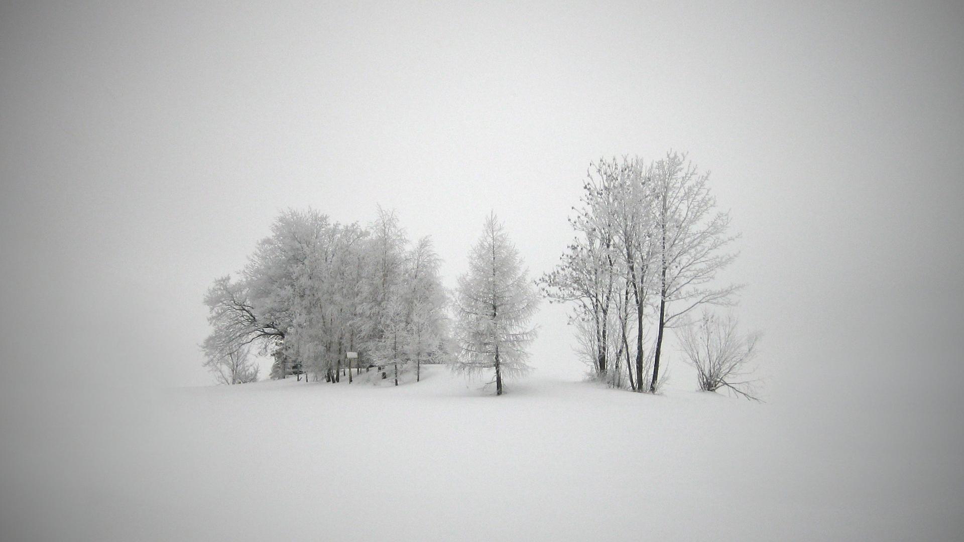 1920x1080 1920x1080 blizzard, trees, wallpaper, snow, landscapes, frost, snowstorm, New Year, blizzard, Winter, cold