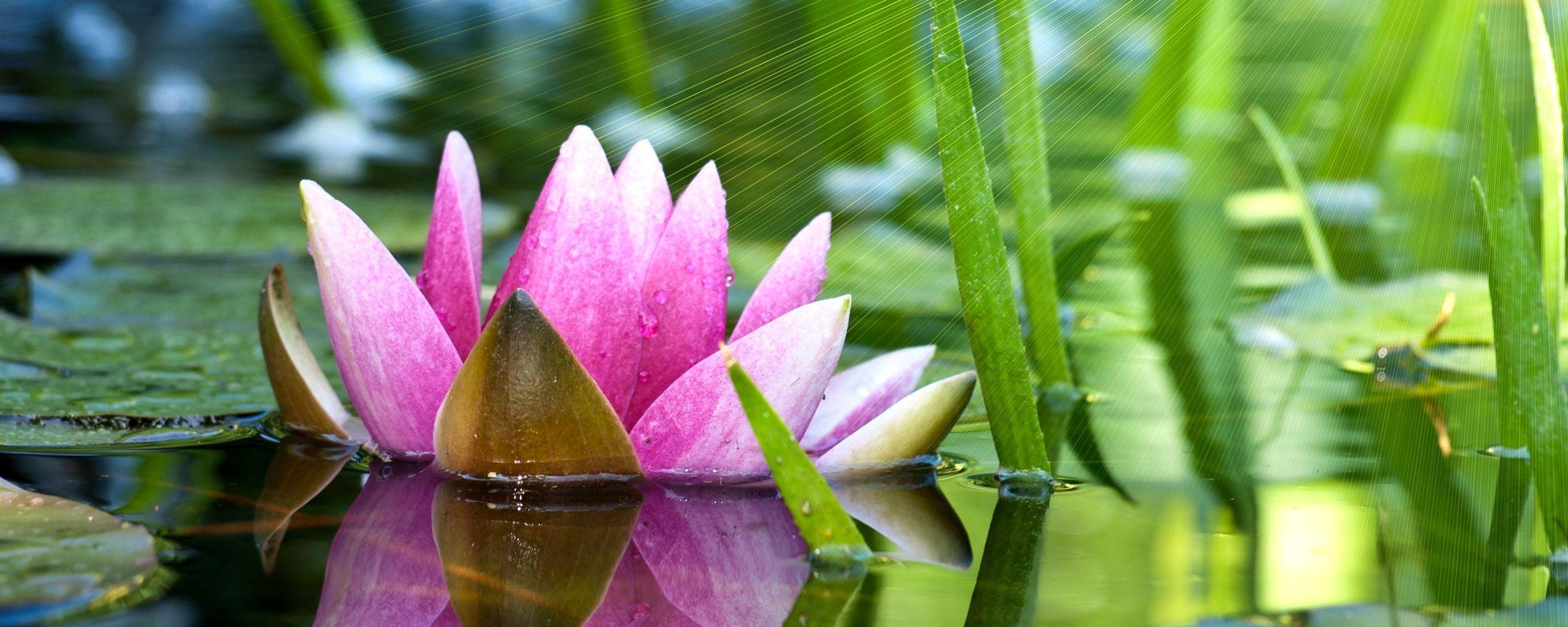 2560x1024 wallpaper dual monitor lotus pond 8. Dual Monitor Wallpaper