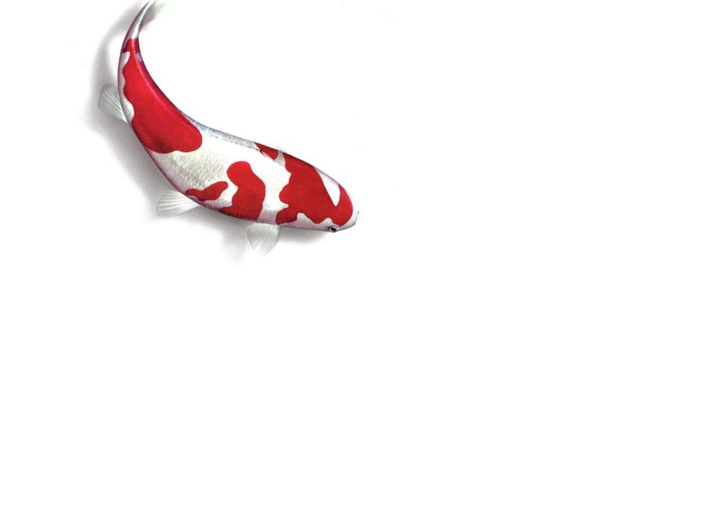 1024x768 Koi Fish 7919 1024x768px
