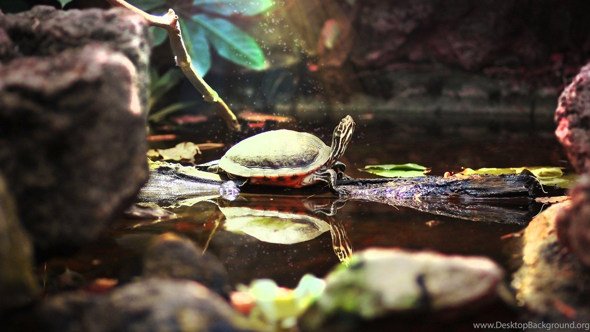 2048x1152 Download Wallpaper Turtle, Turtle, Zoo, Pond, Beauty, Magic, Water