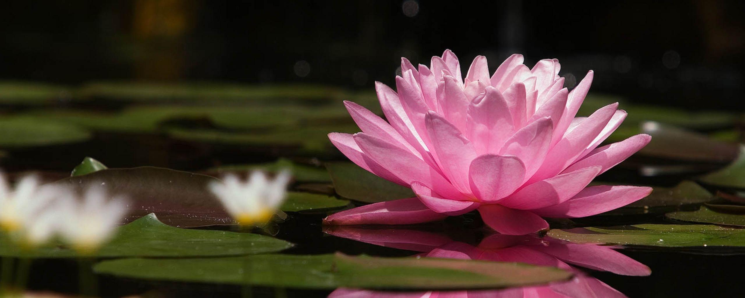 2560x1024 wallpaper dual monitor lotus pond 1. Dual Monitor Wallpaper