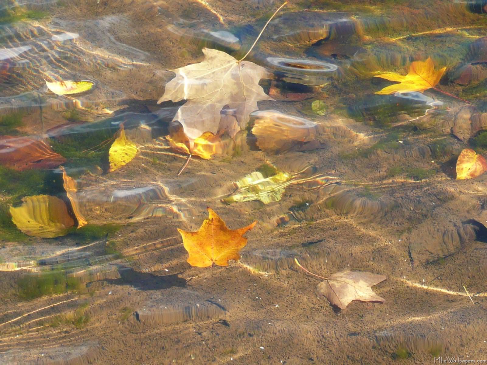 1601x1200 MLeWallpaper.com Leaves in Pond