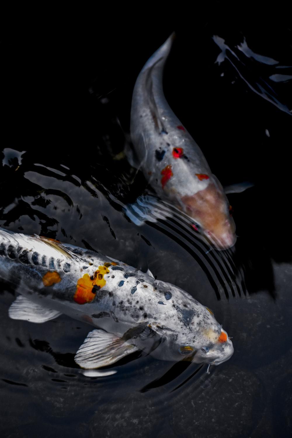 1000x1500 macro photography of koi fish photo