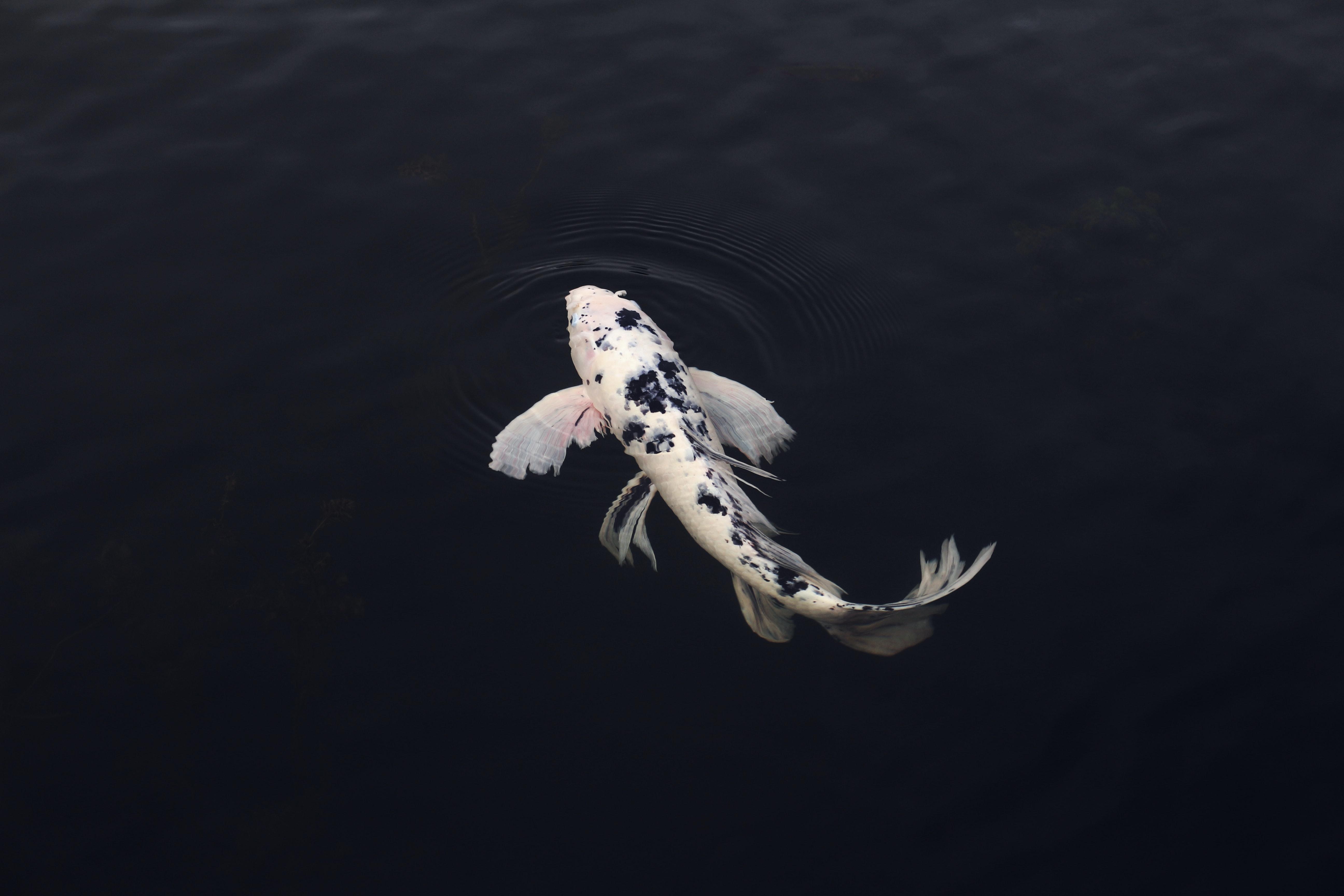 5184x3456 Pray of Small Fish