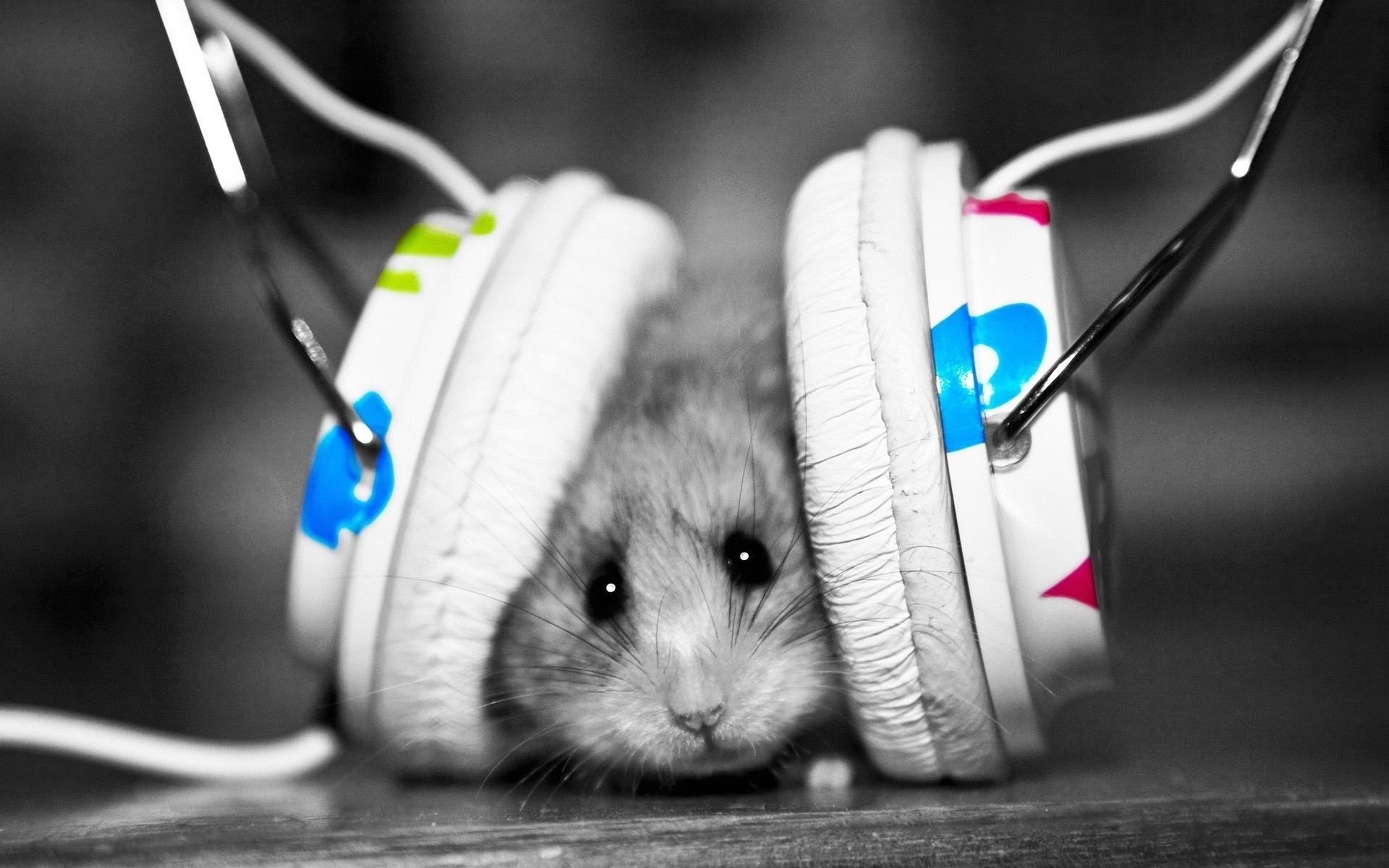 1920x1200 Wallpaper Weird Music Mouse Src Gorgerous Weird Wallpaper HD Wallpaper For Desktop