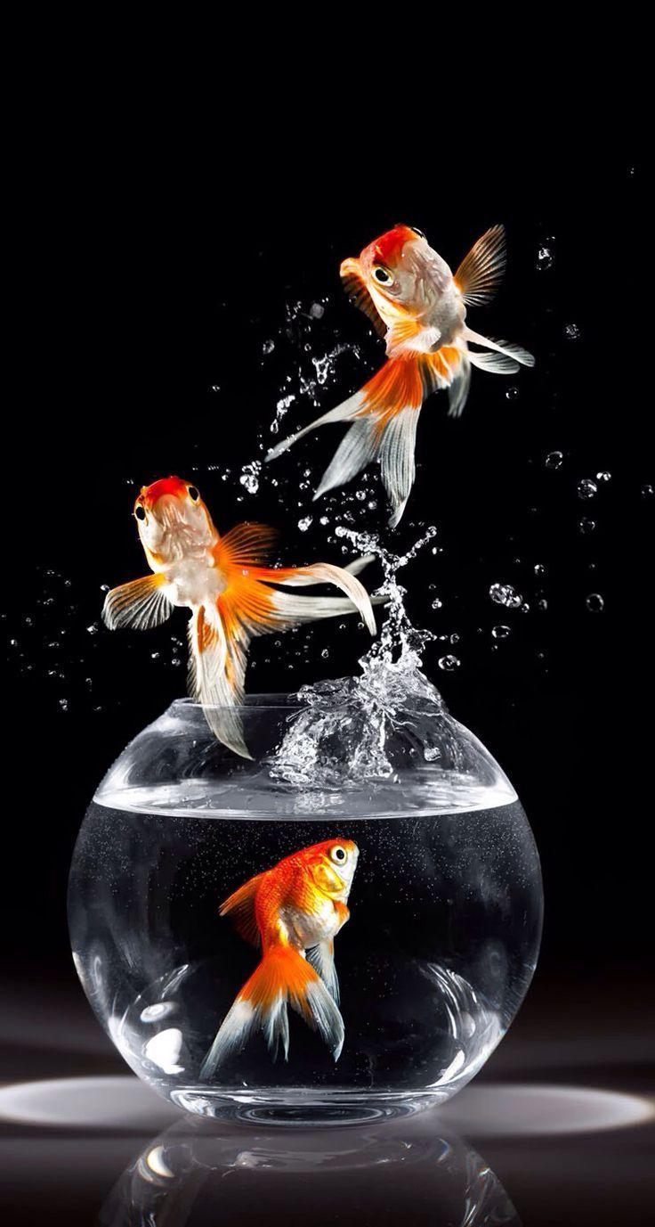 736x1377 Goldfish. Fish wallpaper, Goldfish art, Fish drawings