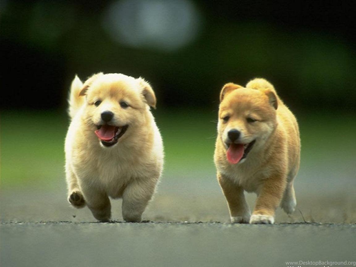 1152x864 Free Cute Animal Wallpaper Wide Desktop Background