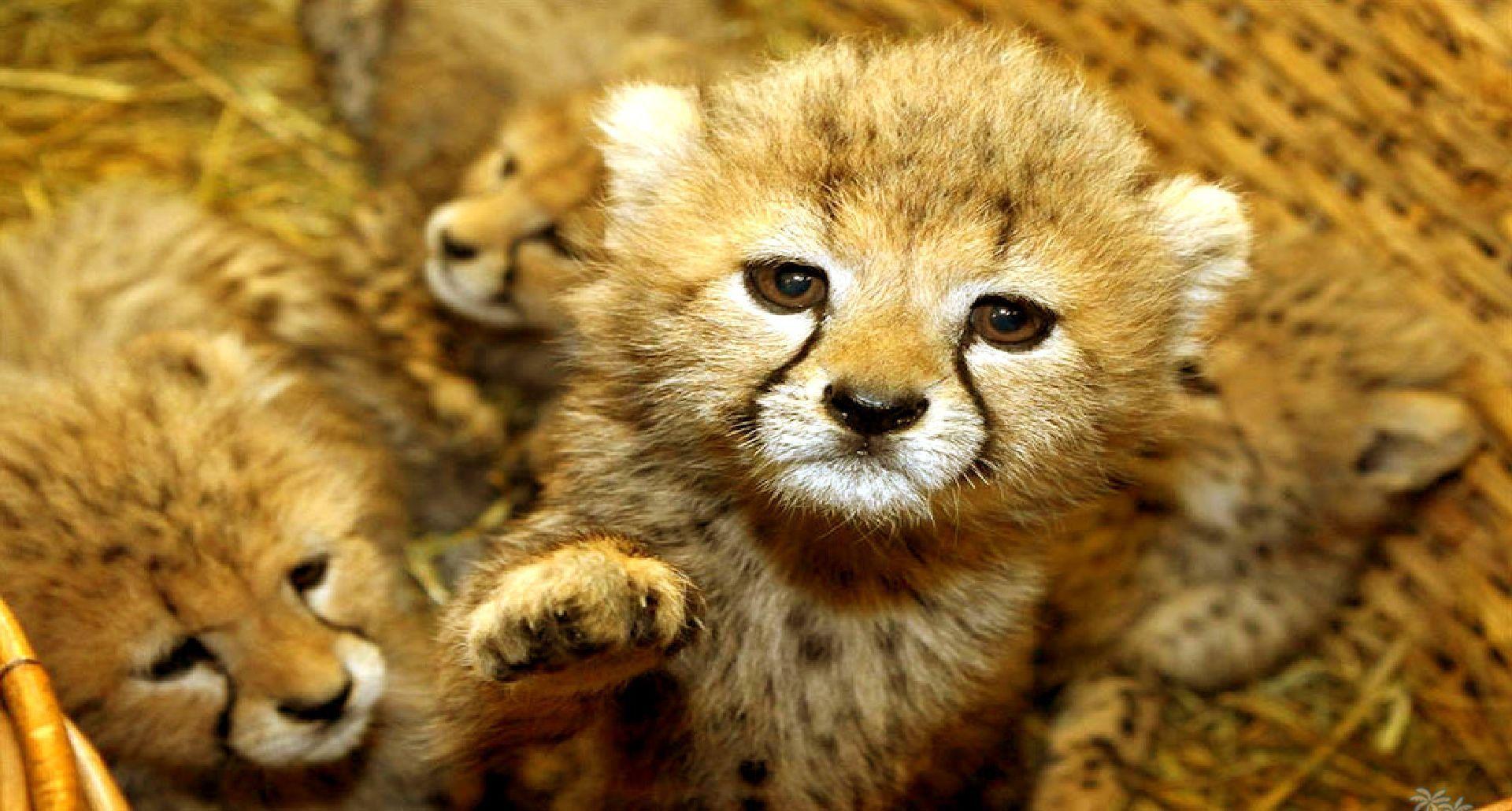 1920x1030 computer wallpaper for cute baby animals baby animals category. Baby cheetahs, Cute baby animals, Cute animal photo