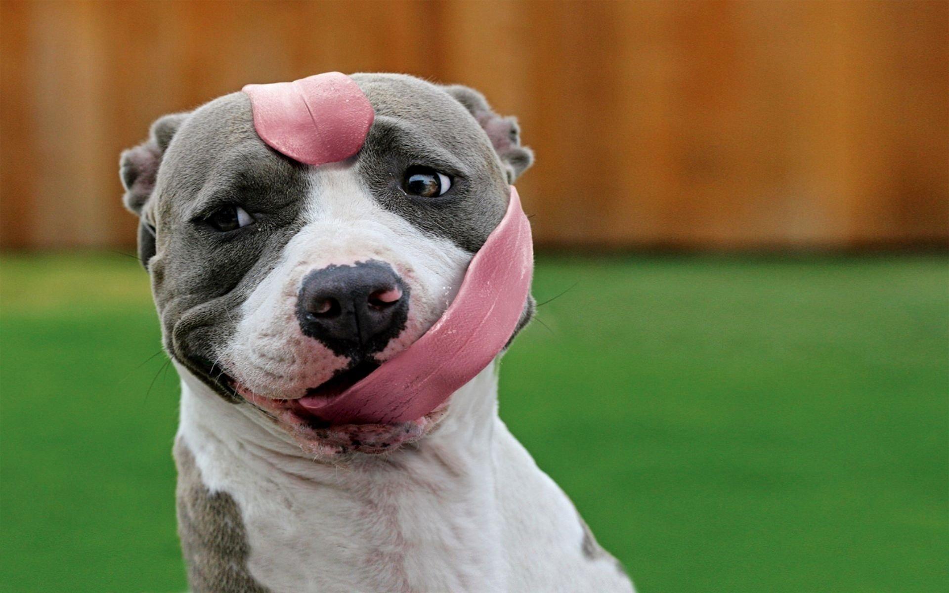 1920x1200 Funny Animal Desktop Background