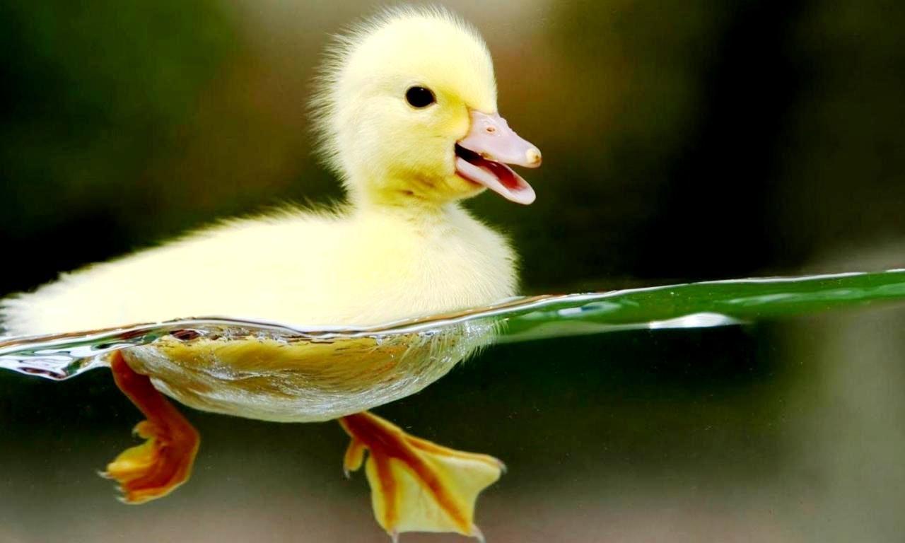 1280x768 Animal Wallpaper - Cute animals, Animals beautiful, Baby animals