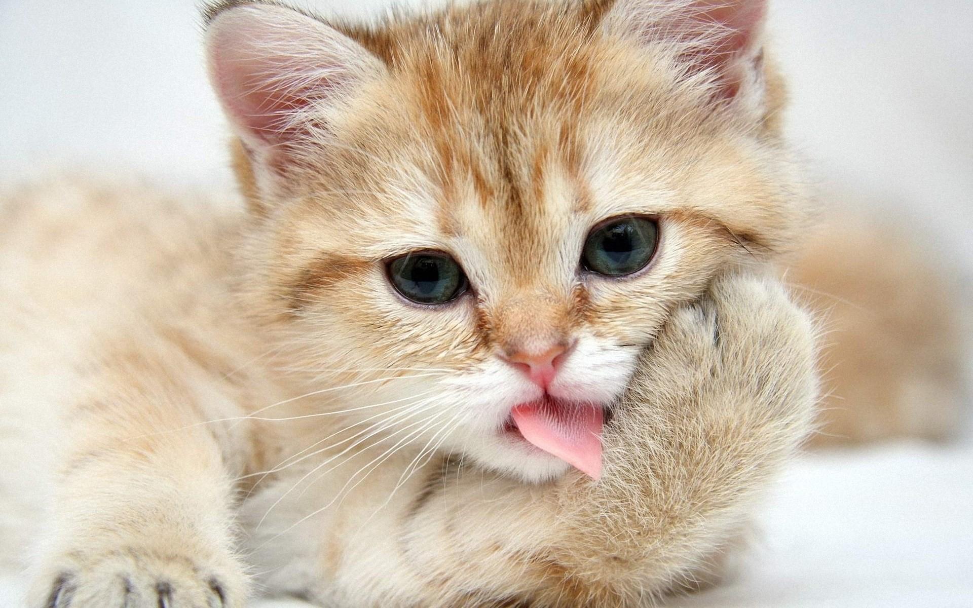 Cute Animal Computer Wallpapers - Top Free Cute Animal Computer ...