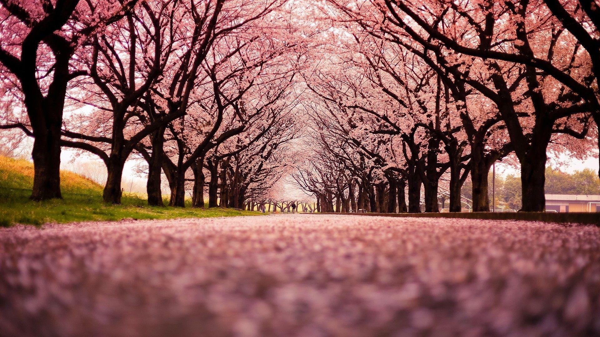 Japan Cherry Blossom Wallpapers - Top Free Japan Cherry Blossom