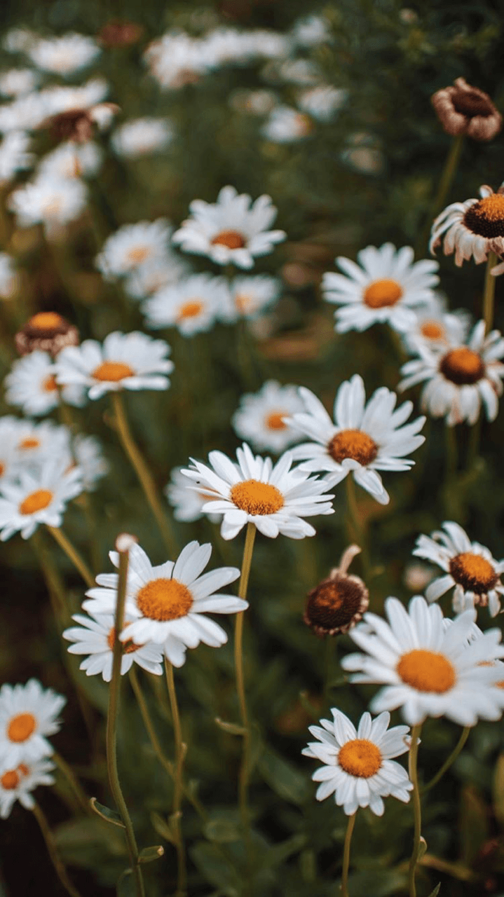 Daisy Aesthetic Wallpapers - Top Free Daisy Aesthetic Backgrounds ...