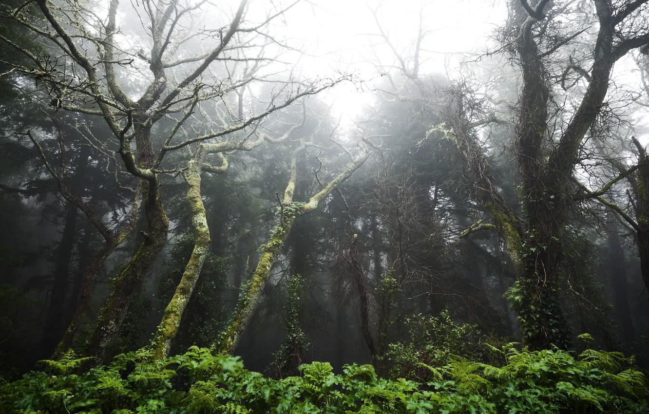 1332x850 Wallpaper Portugal, Portugal, Tropical forest between the towns of Sintra and Cascais, The rainforest between Sintra and Cascais image for desktop, section природа