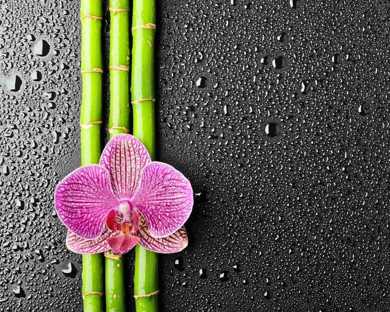 1280x1024 Download wallpaper 1280x1024 orchid, flower, bamboo, drops standard