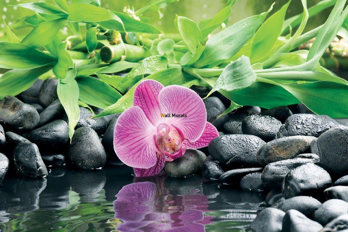 Orchid Stones Bamboo Wallpapers - Top Free Orchid Stones Bamboo