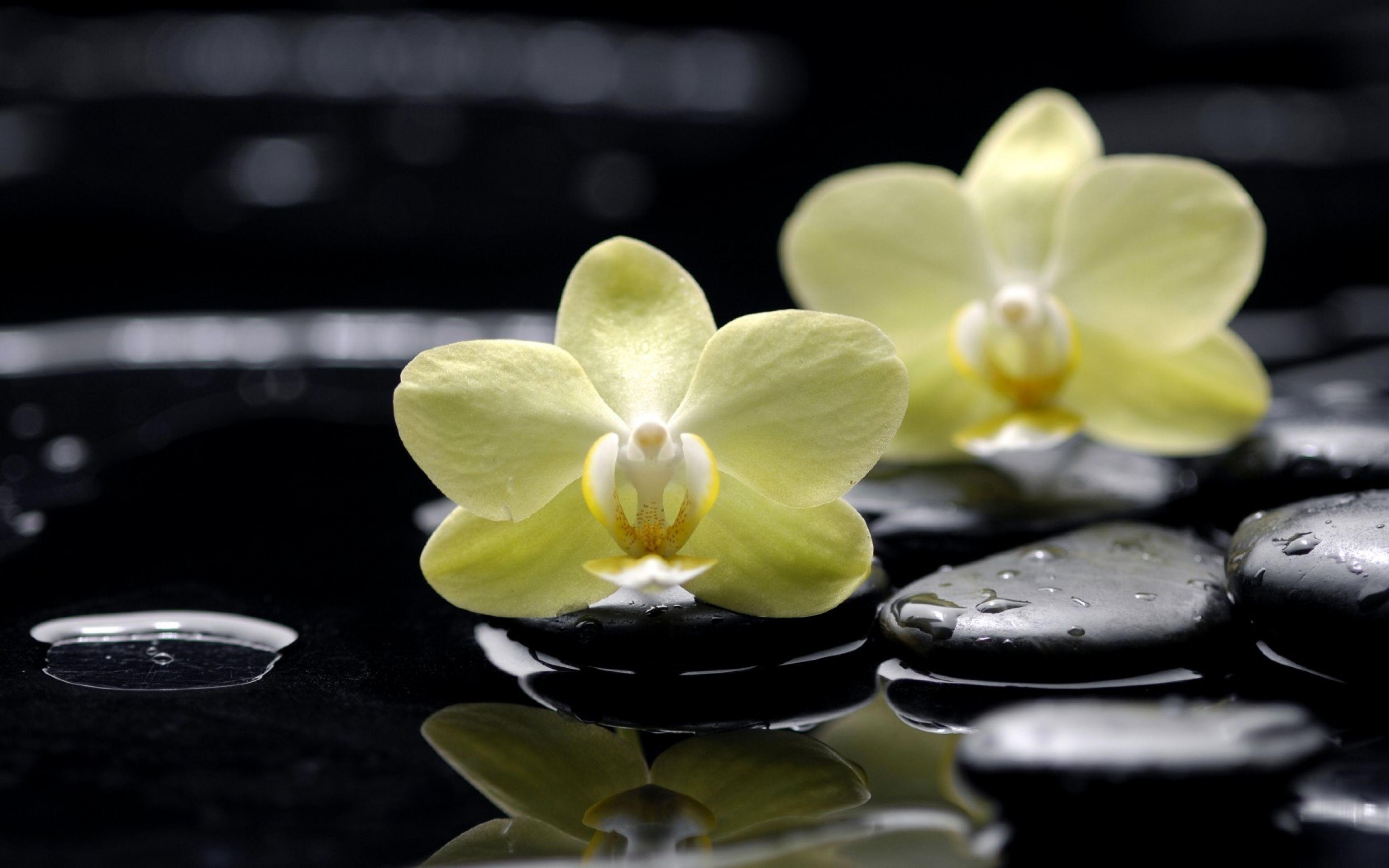 3840x2400 Spa Stone Reflections Stoe Plumaria Black Hot Water Bamboo White