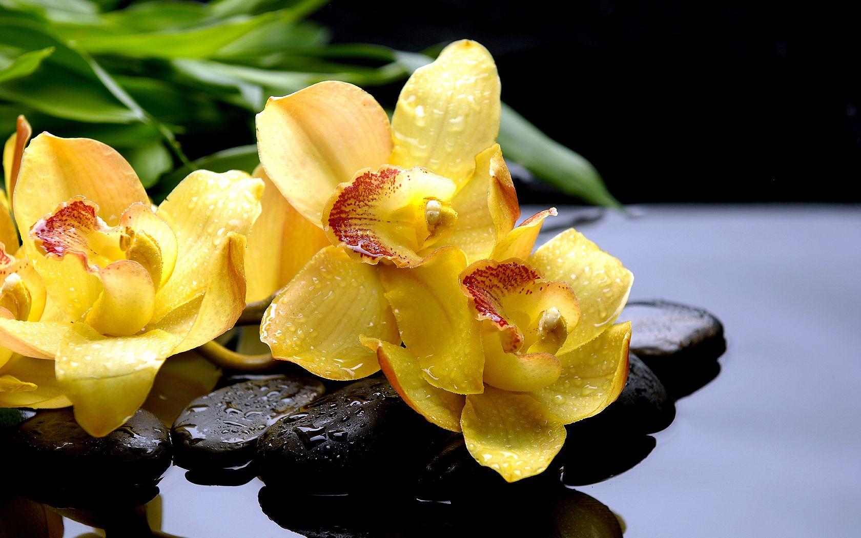 1680x1050 habrumalas: Orchids In Water Wallpaper Image