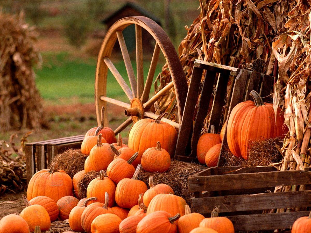 1200x900 Background Autumn, Pumpkin, Vegetables. TOP Free picture