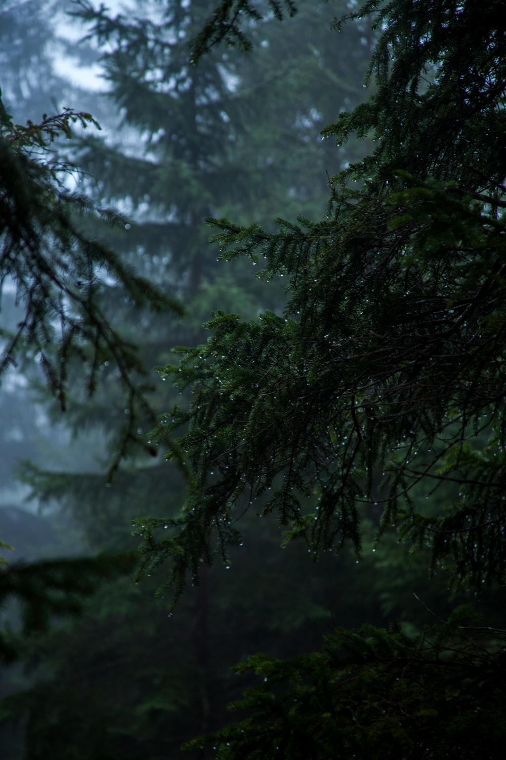 1000x1500 shallow focus of pine trees photo