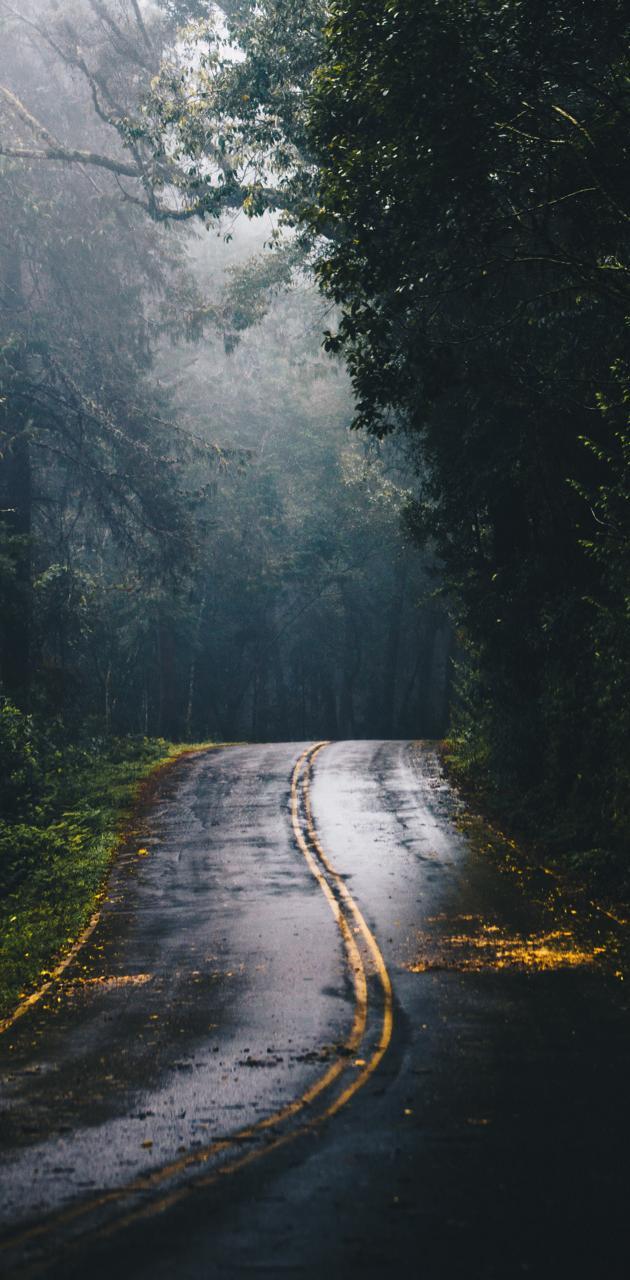 630x1280 Rainy Forest wallpaper