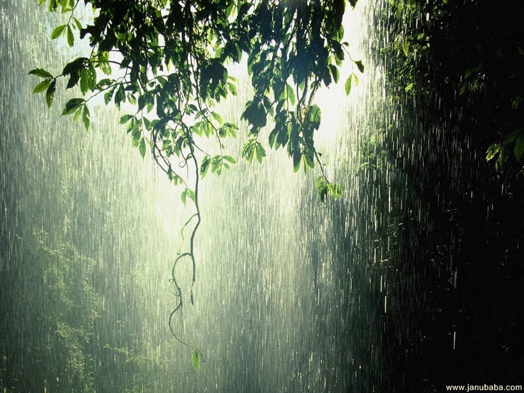 1024x768 Rainforest