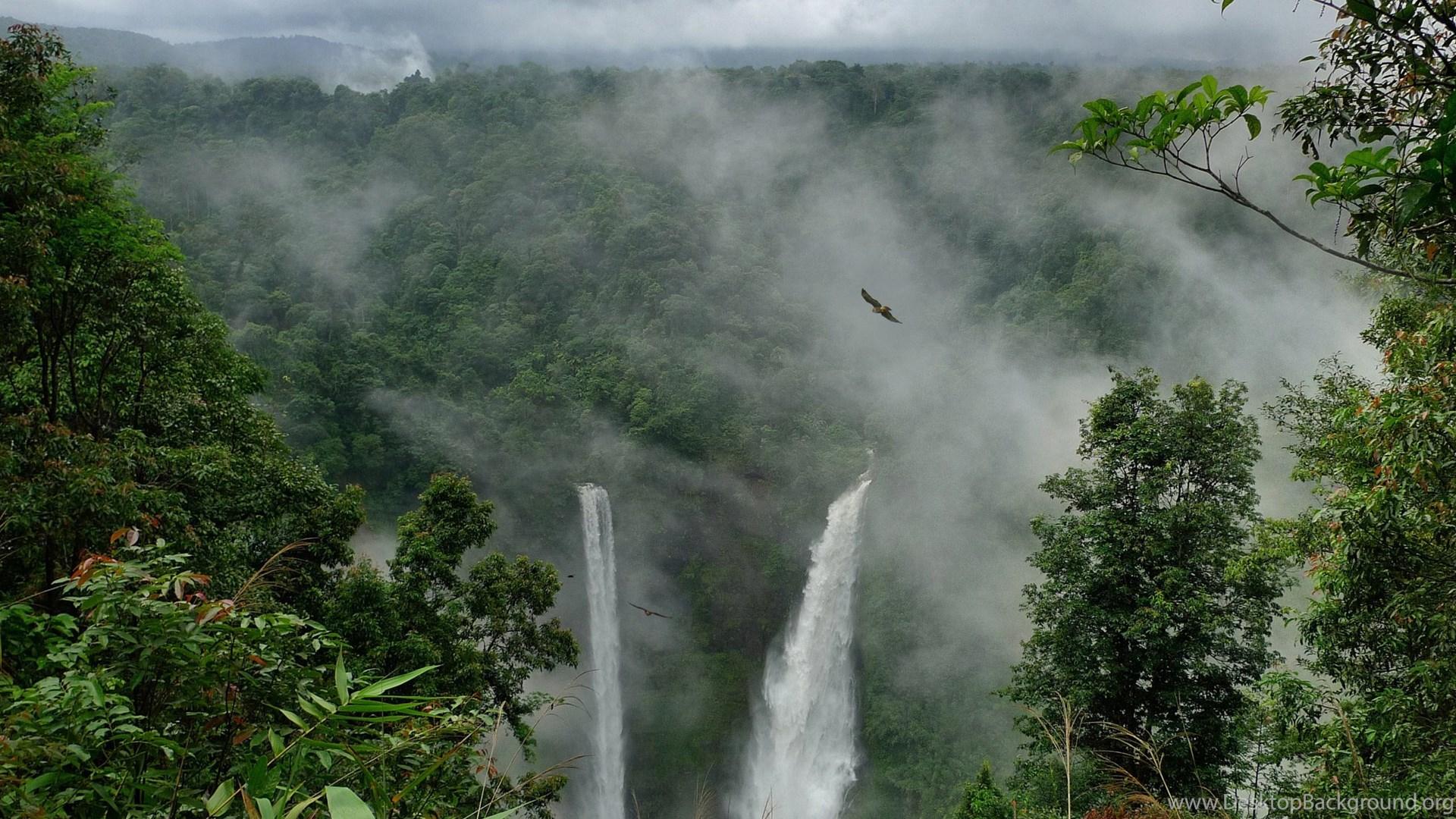 1920x1080 Rain Forest Wallpaper WallDevil Best Free HD Desktop And. Desktop Background