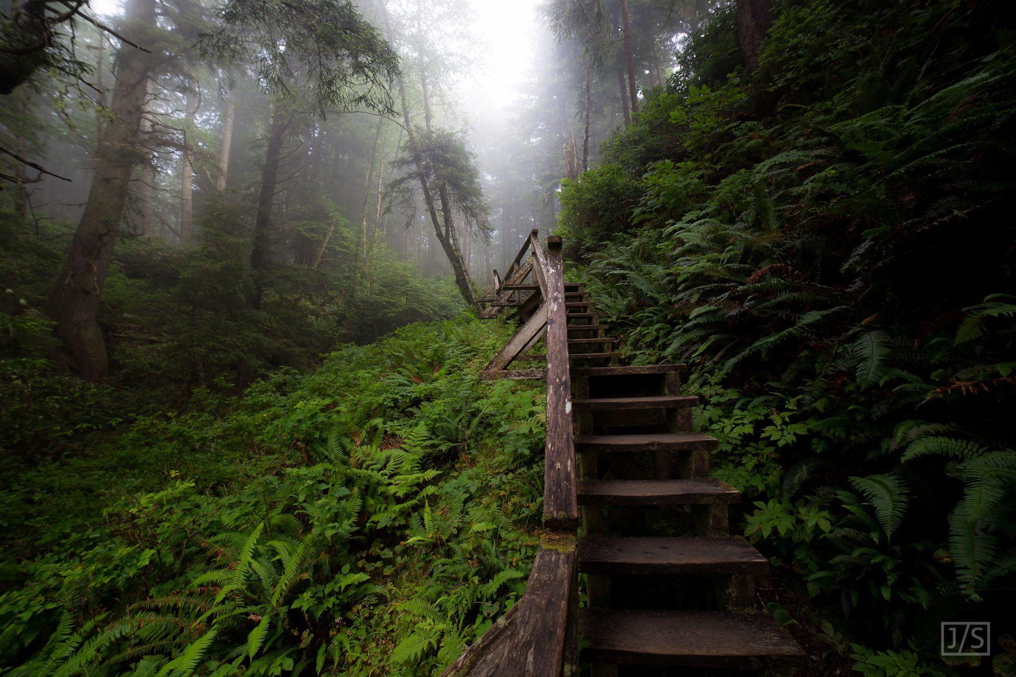 2000x1333 Rainforest Fog Wallpaper