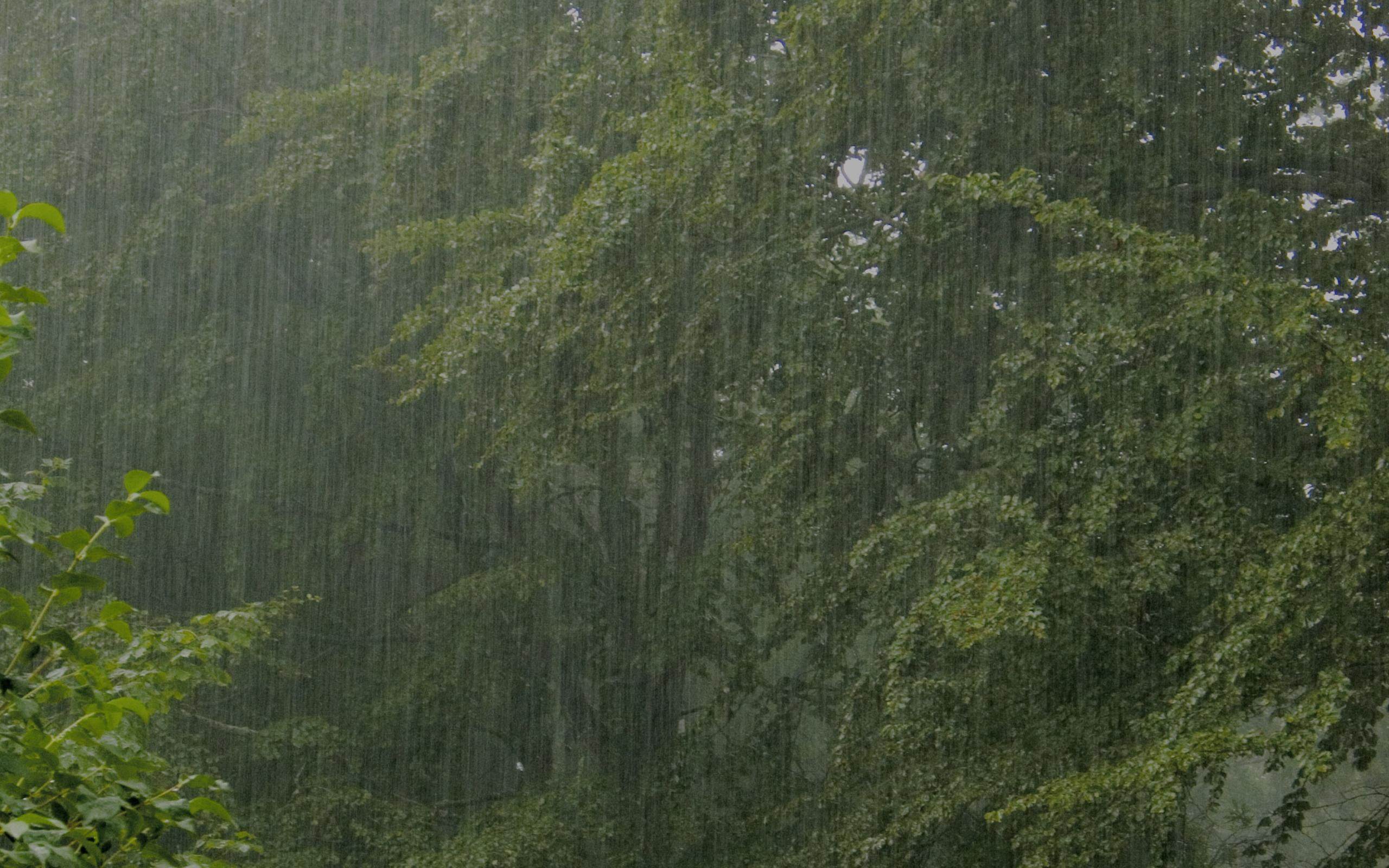 2560x1600 Free download 2560x1600px Rainy Forest Wallpaper [2560x1600] for your Desktop, Mobile & Tablet. Explore Raining Forest Wallpaper. Raining Forest Wallpaper, Raining Wallpaper, Raining Live Wallpaper