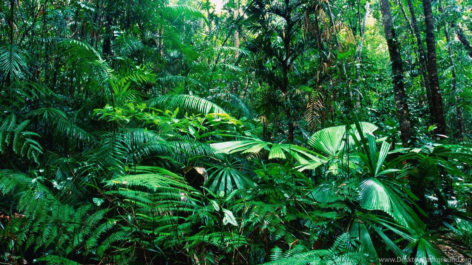 1600x900 Rain Forest Wallpaper Desktop Background