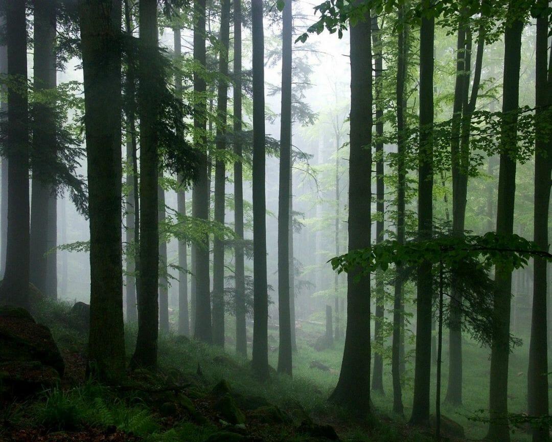 1080x864 Tropical Forest Wallpaper, Free Stock Wallpaper / iPhone HD Wallpaper Background Download (png / jpg) (2021)