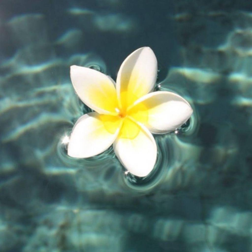 1024x1024 Plumeria Floating On Pool iPad Wallpaper Free Download