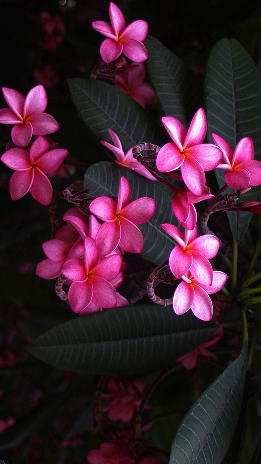 1080x1920 Plumeria Flowers Pink Wallpaper iPhone. Pink wallpaper iphone