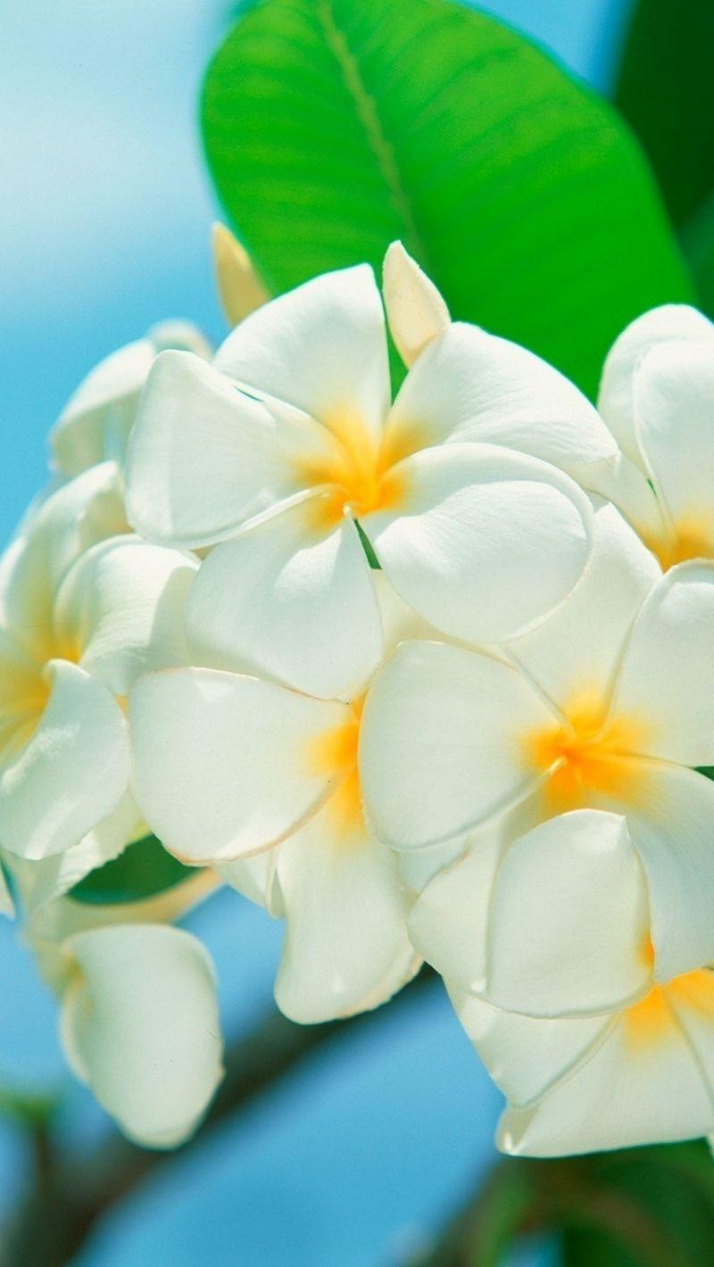 800x1420 Download Wallpaper 800x1420 Plumeria, Flower, Petals Iphone Se 5s 5c