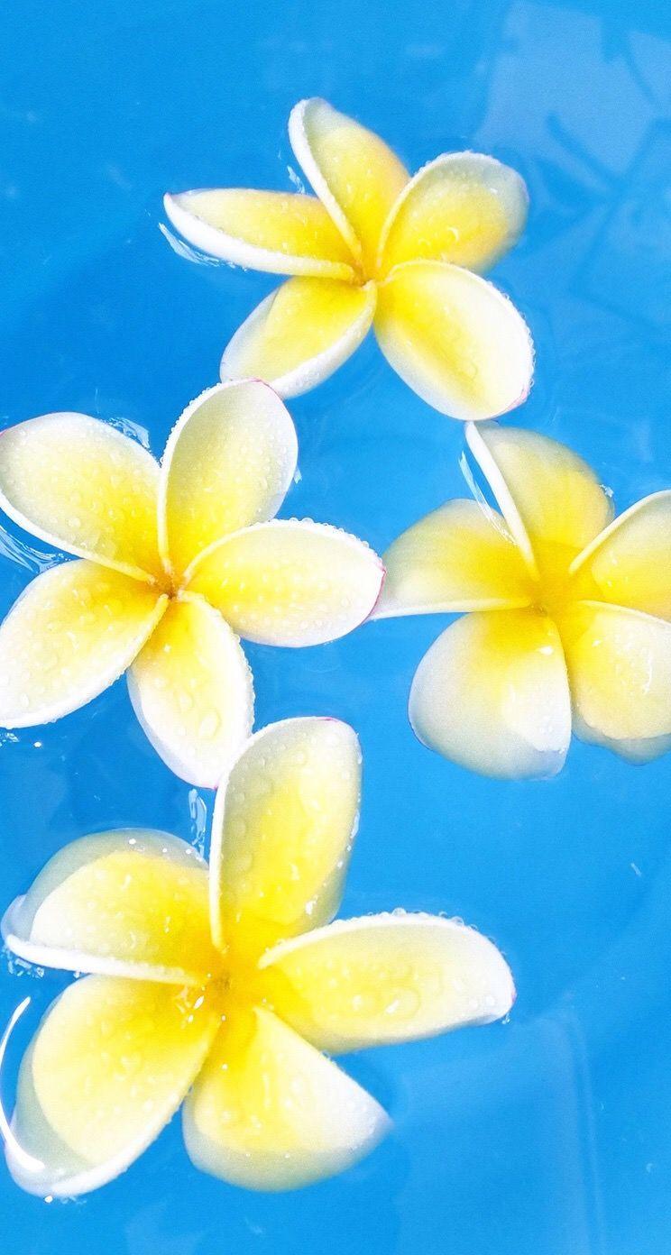 Plumeria iPhone Wallpapers - Top Free Plumeria iPhone Backgrounds ...