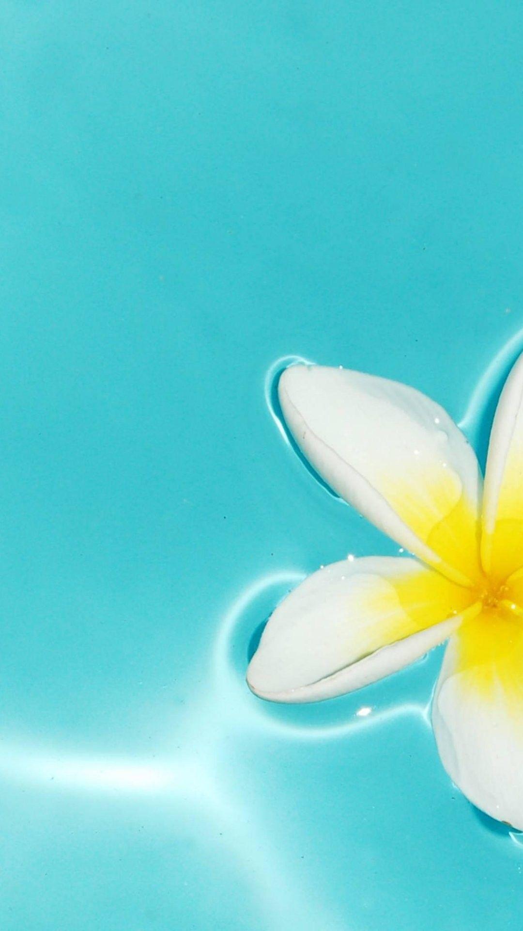 1080x1920 Plumeria Picture iPhone 6 Plus Wallpaper 32356 iPhone 6