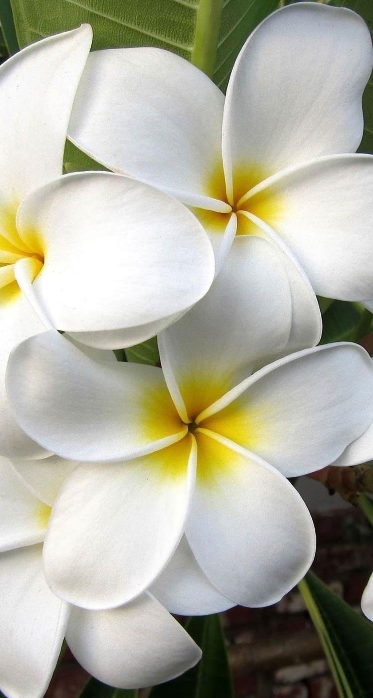744x1392 Обои wallpaper iPhone flowers plumeria. Обои iPhone wallpaper
