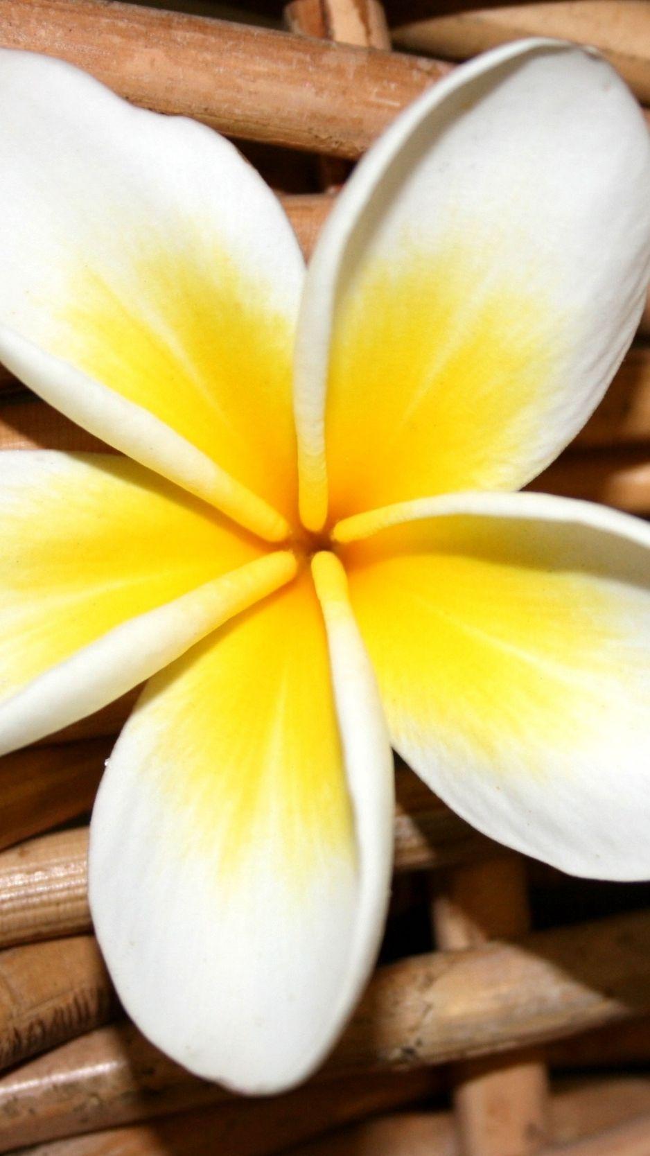 938x1668 Download wallpaper 938x1668 plumeria, flower, close up, decoration