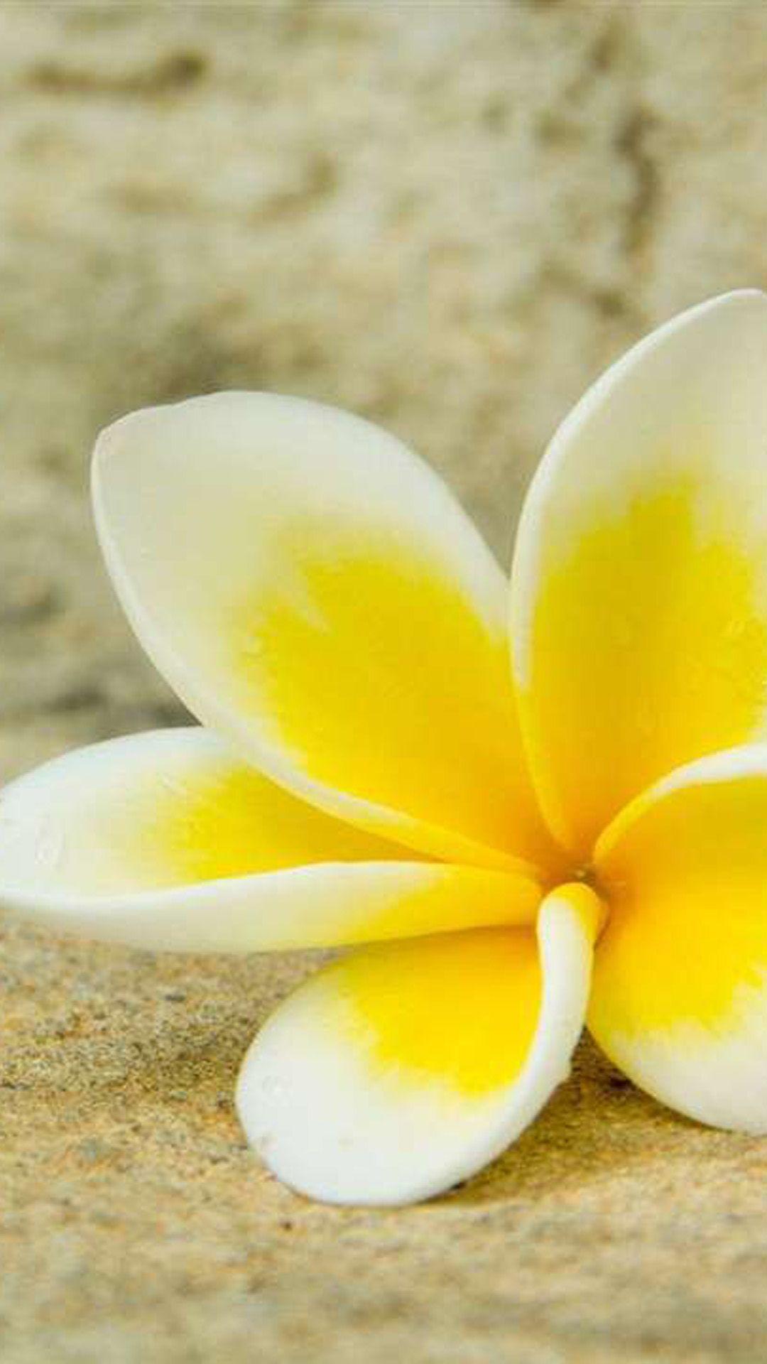 1080x1920 Plumeria Galaxy S5 Wallpaper. GoT Martell: Snake Queen