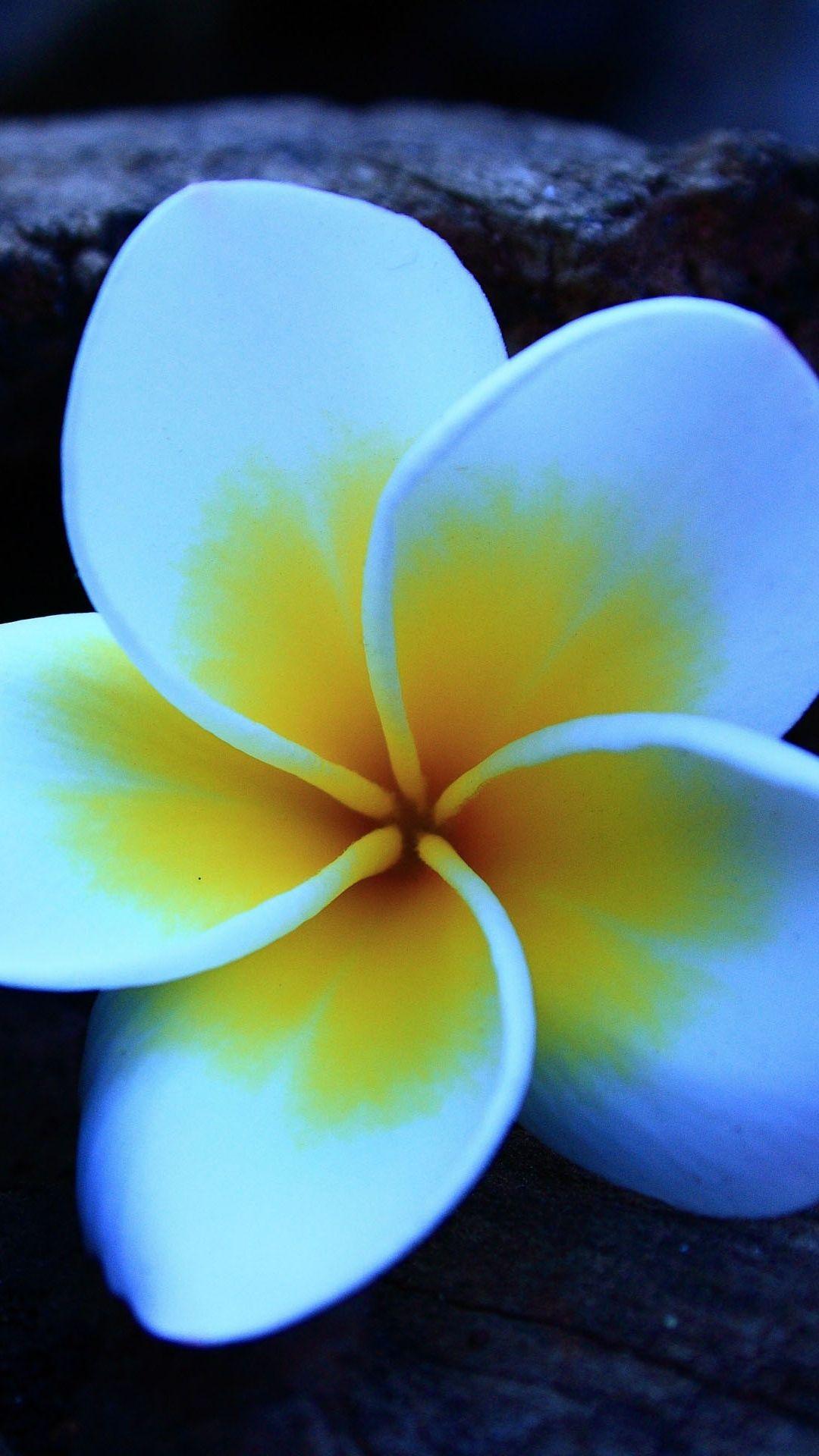 1080x1920 Frangipani Wallpaper