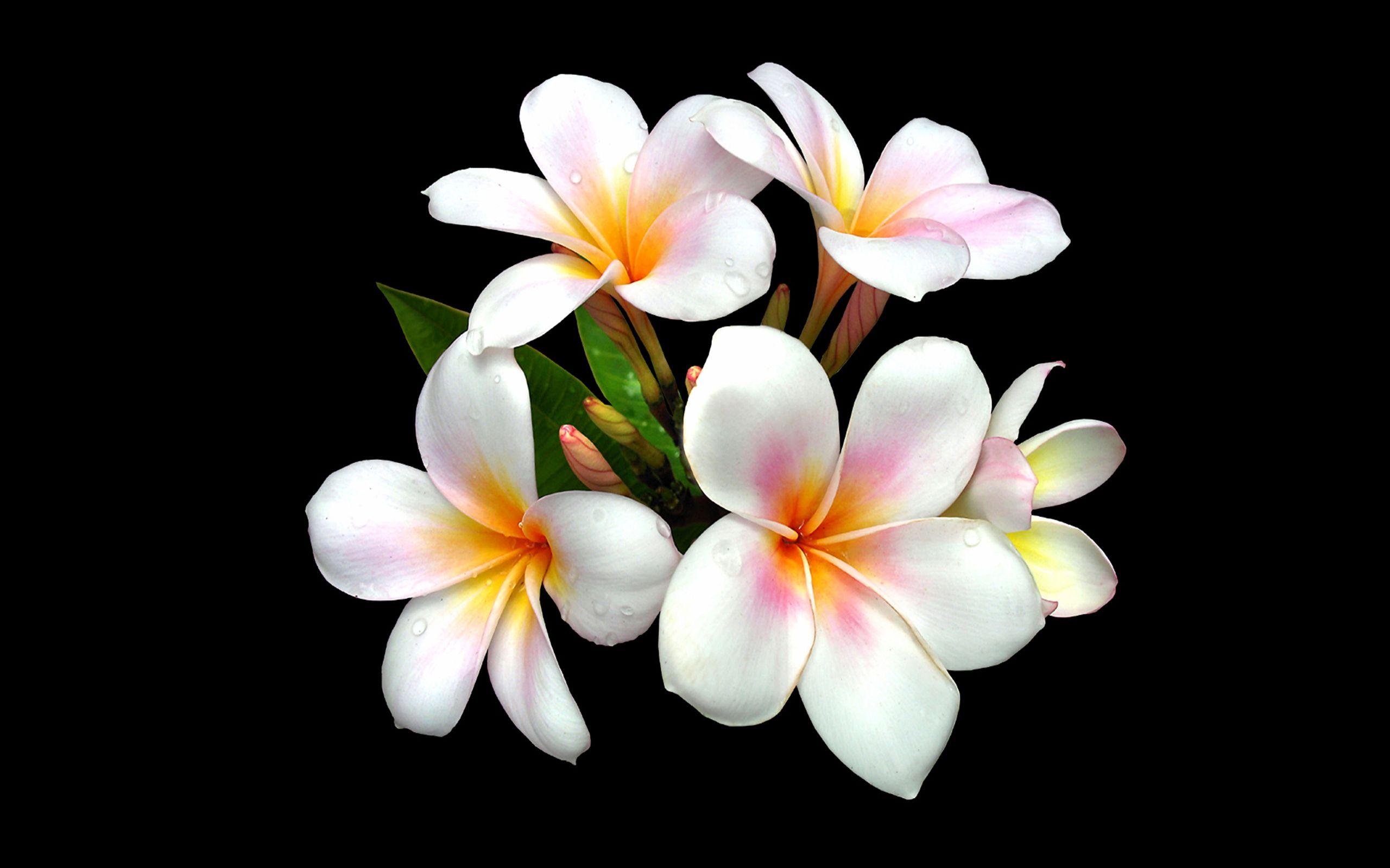 2560x1600 Plumeria HD Wallpaper and Background