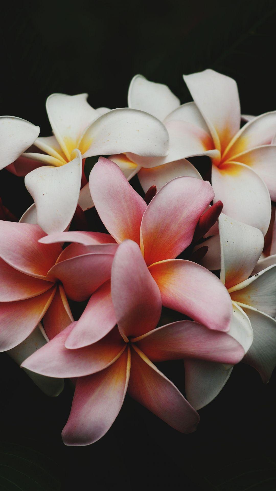 1080x1920 Plumeria Flowers iPhone Wallpaper