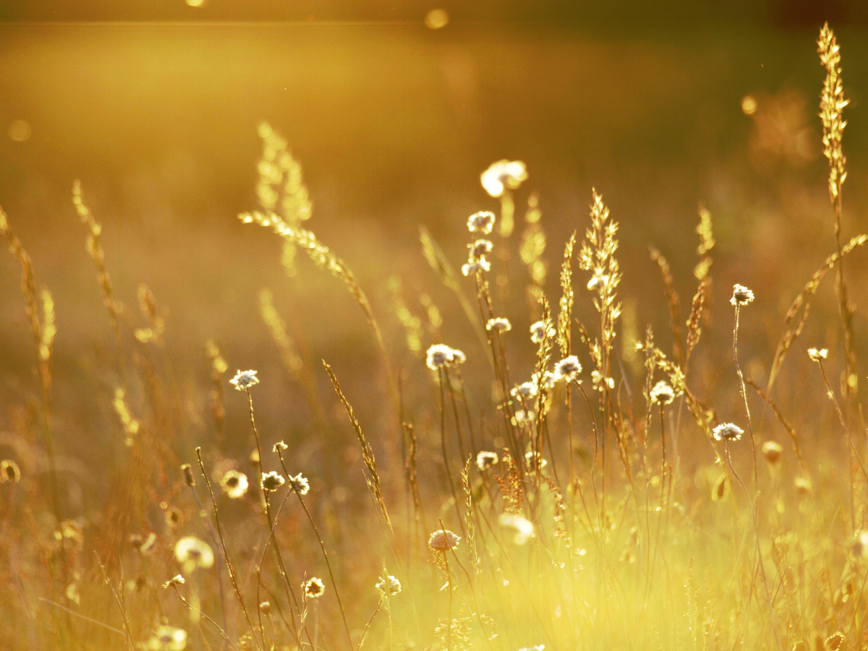 3000x2250 Golden Wallpaper, Golden HD Wallpaper