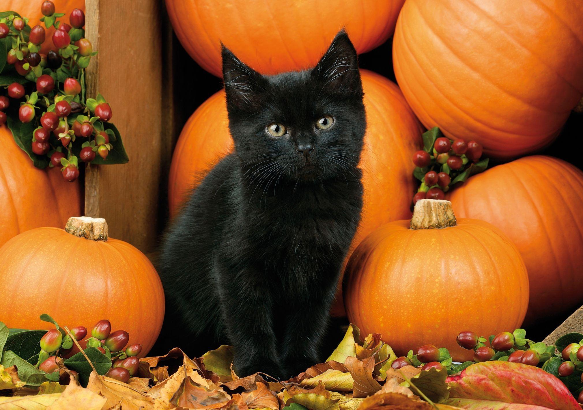 Halloween Kitten Wallpapers Top Free Halloween Kitten Backgrounds